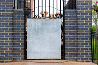 Quorn_Hound_Exercise_Kennels_24th_Aug_2024_001