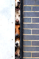 Quorn_Hound_Exercise_Kennels_24th_Aug_2024_005