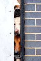 Quorn_Hound_Exercise_Kennels_24th_Aug_2024_007