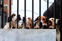 Quorn_Hound_Exercise_Kennels_24th_Aug_2024_002