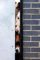 Quorn_Hound_Exercise_Kennels_24th_Aug_2024_006