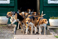 South_Notts_Hound_Exercise_Kennels_5th_Oct_2024_010