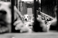 Quorn_Hound_Exercise_Kennels_24th_Aug_2024_004