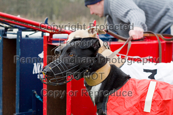 Poolsbrook_Whippet_Racing_10th_April_2013_.132