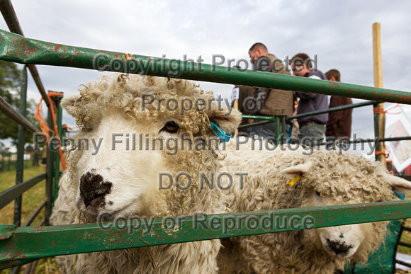 Flintham_Ploughing_Match_Livestock_005
